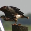 Snail Kite